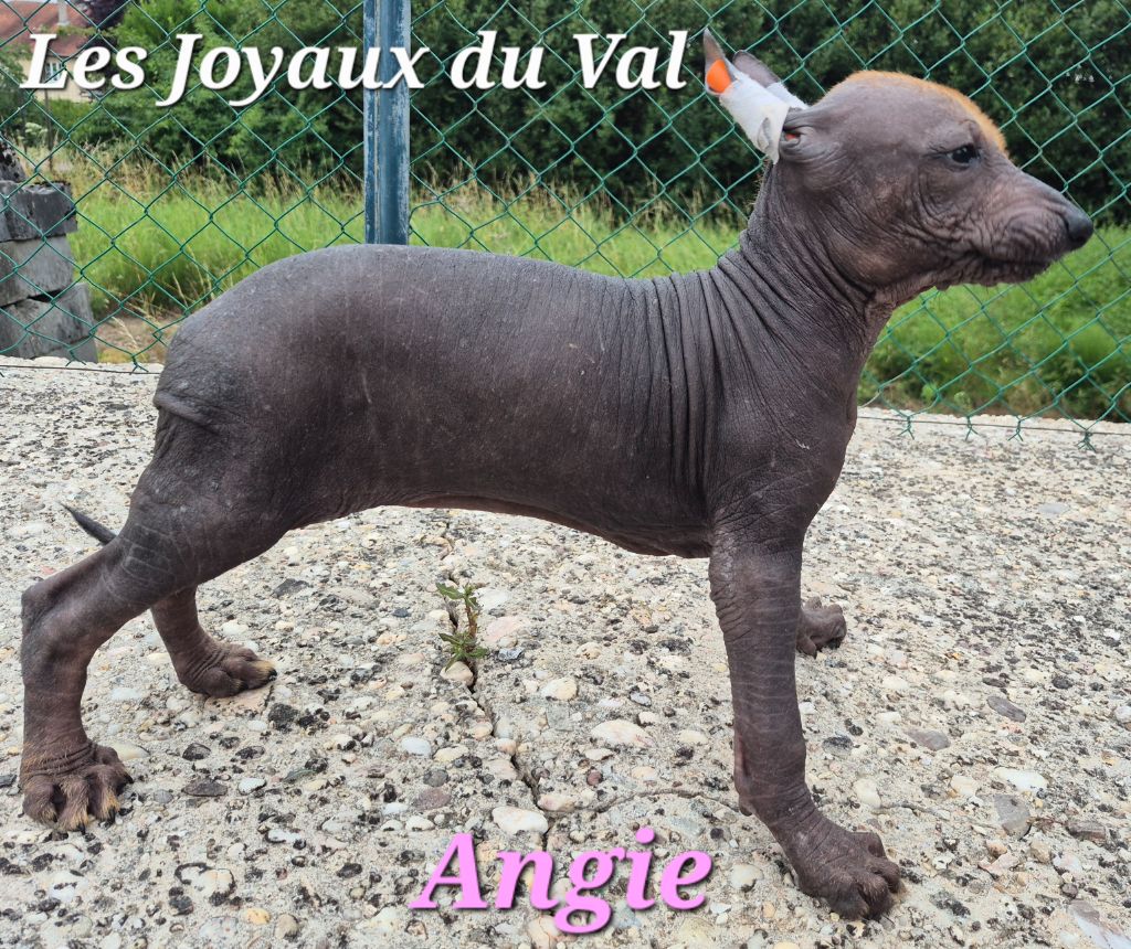 Camille Grandpierre - Chiots disponibles - Chien nu mexicain