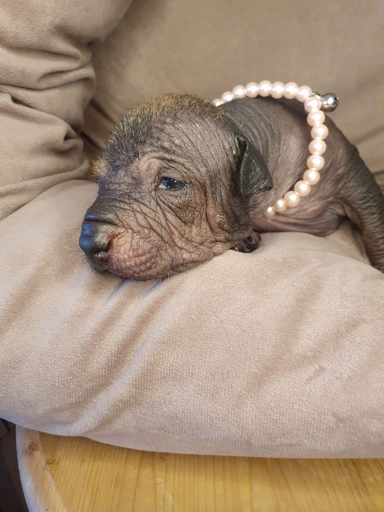 Camille Grandpierre - Chiots disponibles - Chien nu mexicain