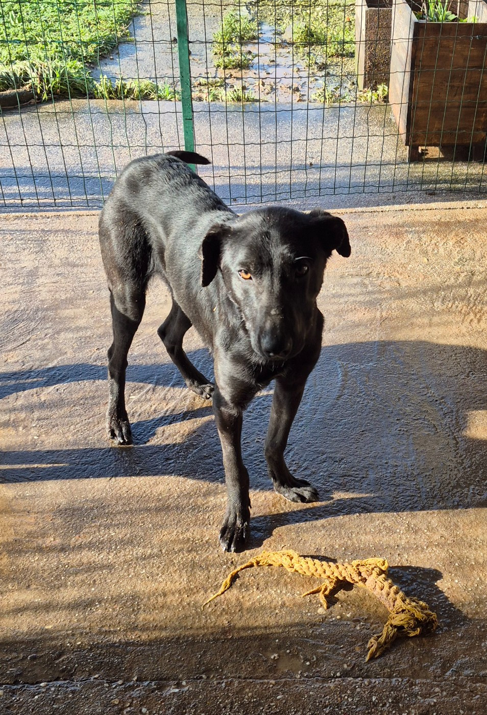 Camille Grandpierre - Chiots disponibles - Chien nu mexicain