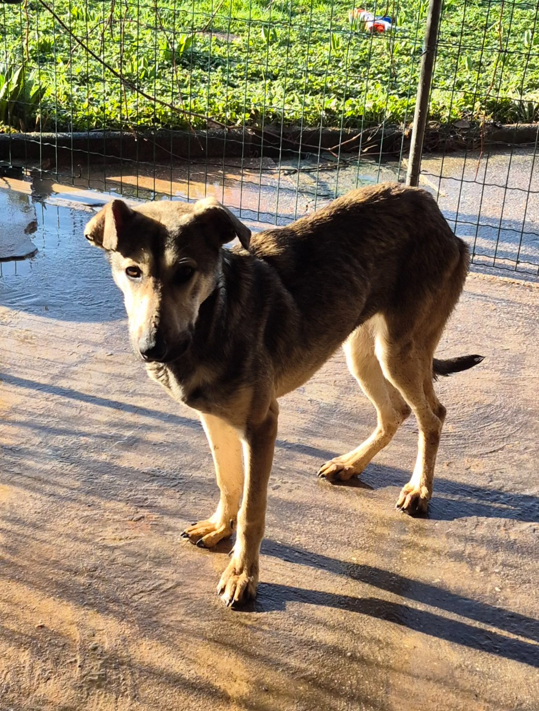 Camille Grandpierre - Chiots disponibles - Chien nu mexicain