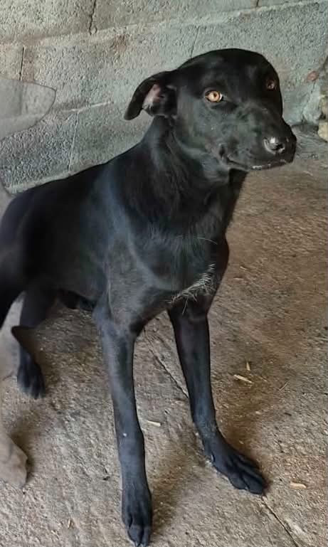 Camille Grandpierre - Chiots disponibles - Chien nu mexicain