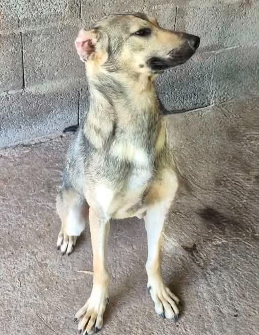Camille Grandpierre - Chiots disponibles - Chien nu mexicain