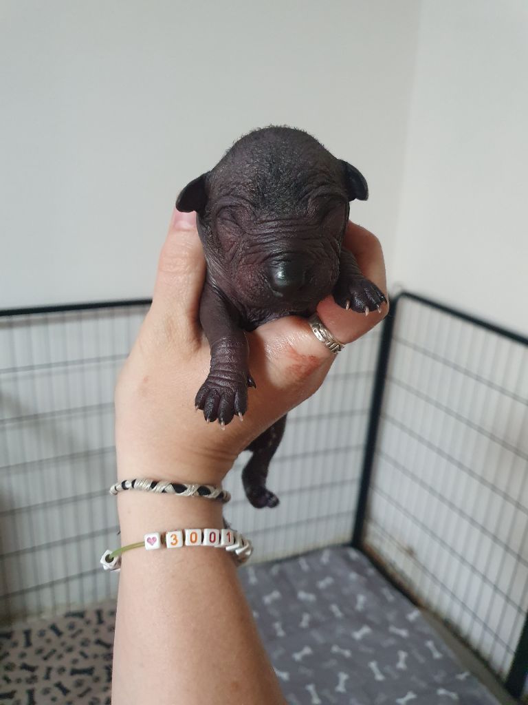 Camille Grandpierre - Chiots disponibles - Chien nu mexicain