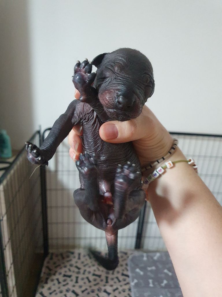 Camille Grandpierre - Chiots disponibles - Chien nu mexicain