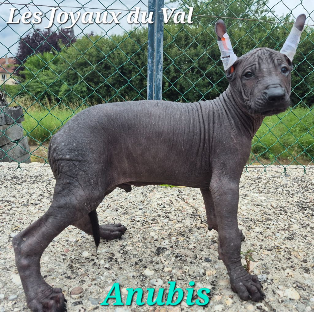 Camille Grandpierre - Chiots disponibles - Chien nu mexicain