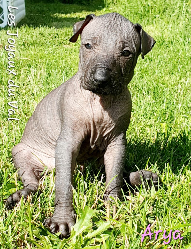 Camille Grandpierre - Chiots disponibles - Chien nu mexicain