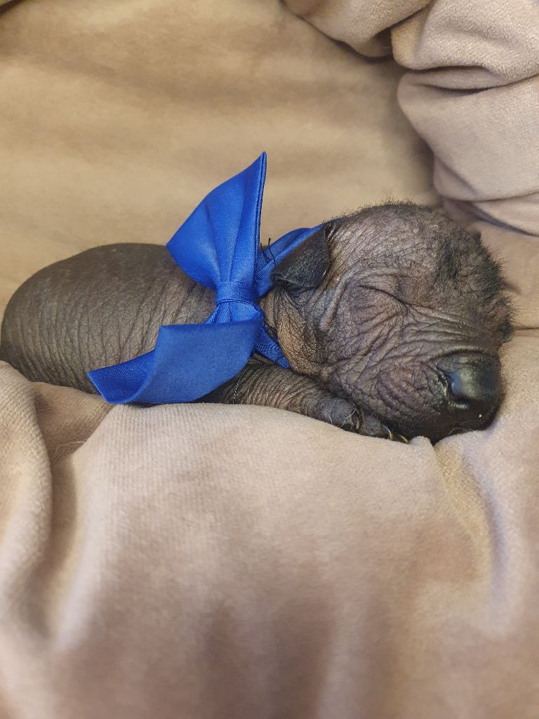 Camille Grandpierre - Chiots disponibles - Chien nu mexicain