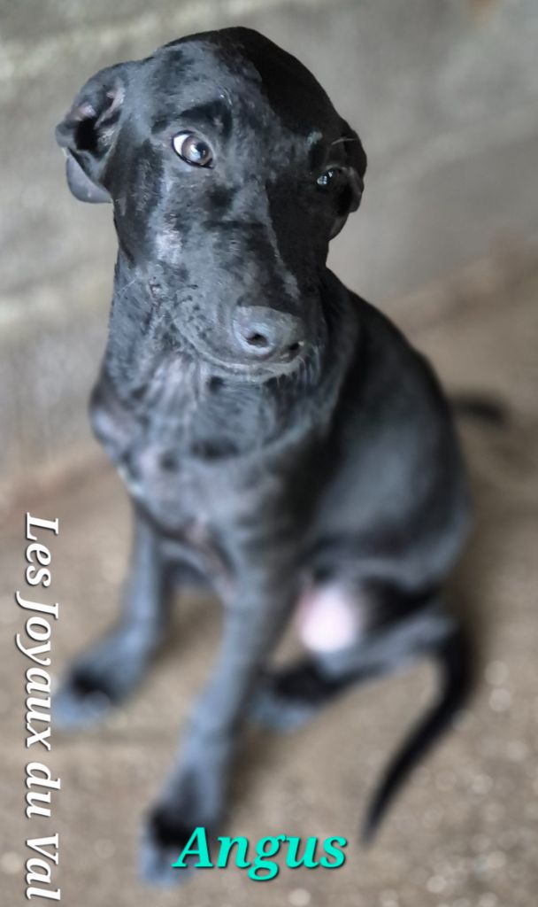 Camille Grandpierre - Chiots disponibles - Chien nu mexicain