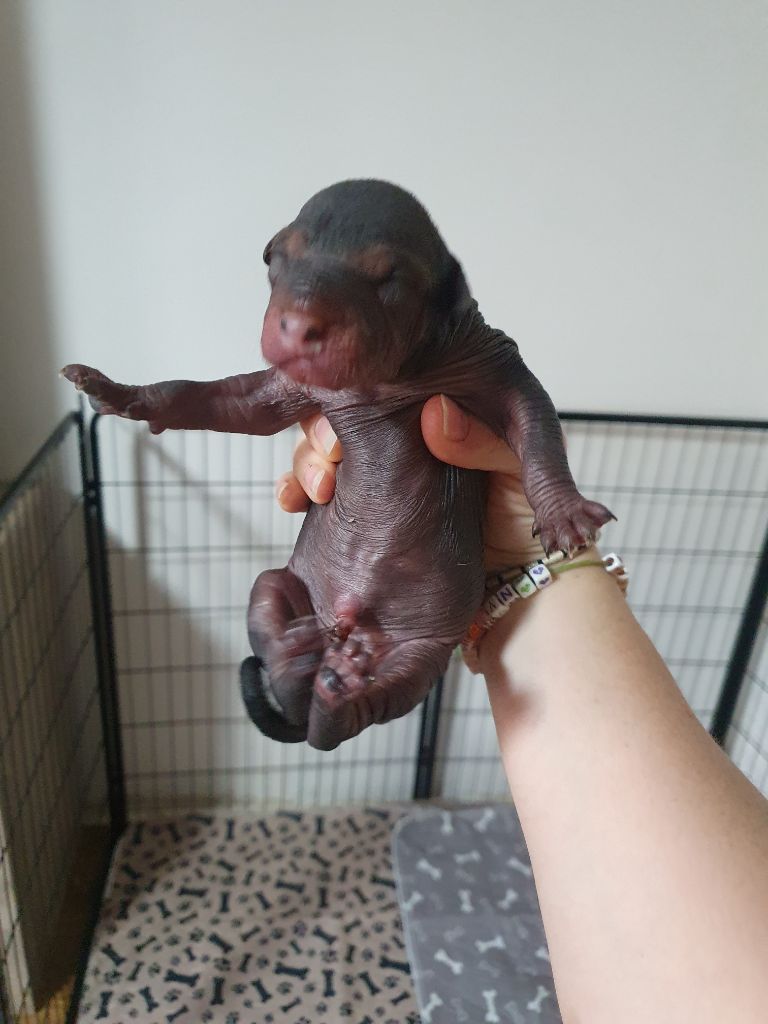 Camille Grandpierre - Chiots disponibles - Chien nu mexicain