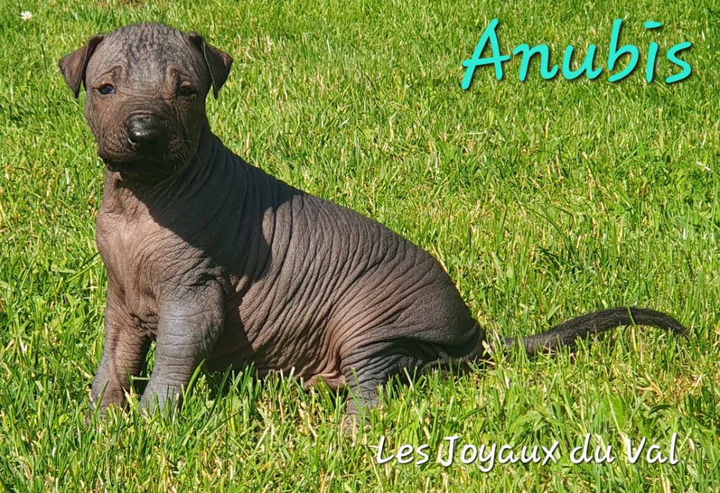 Camille Grandpierre - Chiots disponibles - Chien nu mexicain