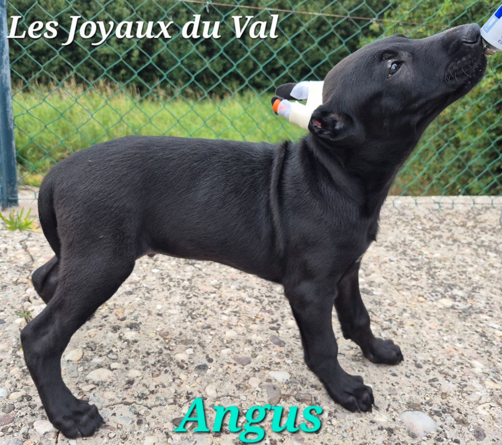 Camille Grandpierre - Chiots disponibles - Chien nu mexicain