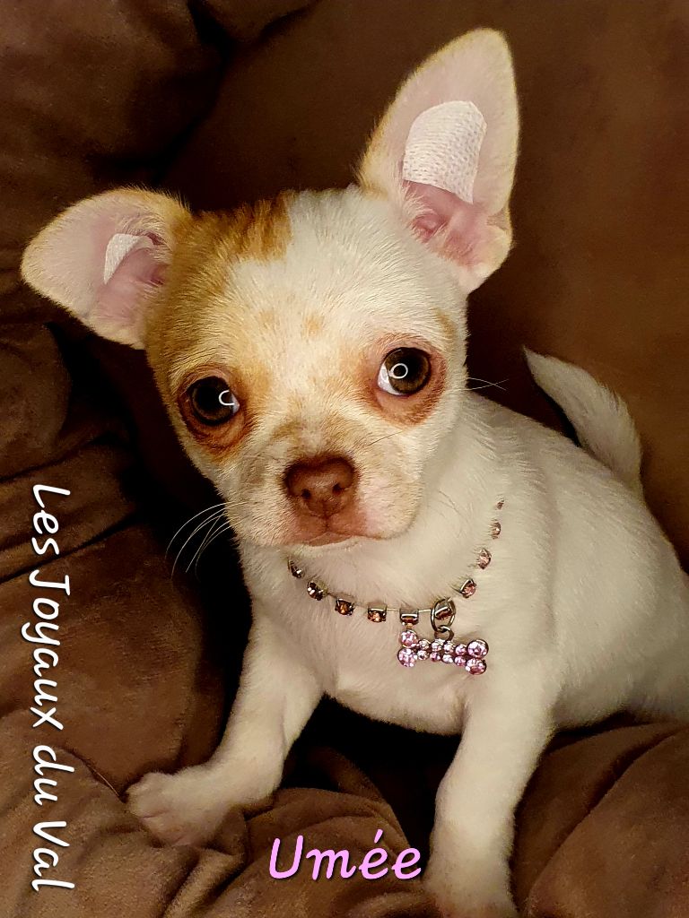 Camille Grandpierre - Chihuahua - Portée née le 13/11/2023