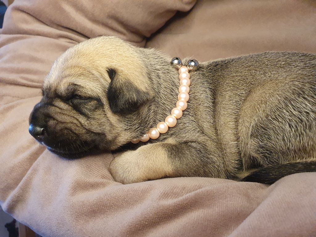 Camille Grandpierre - Chiots disponibles - Chien nu mexicain