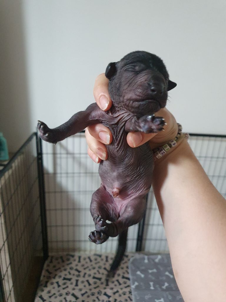 Camille Grandpierre - Chiots disponibles - Chien nu mexicain