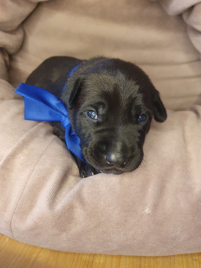 Camille Grandpierre - Chiots disponibles - Chien nu mexicain