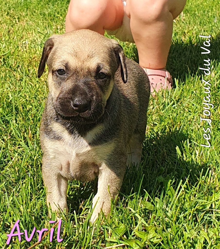 Camille Grandpierre - Chiots disponibles - Chien nu mexicain