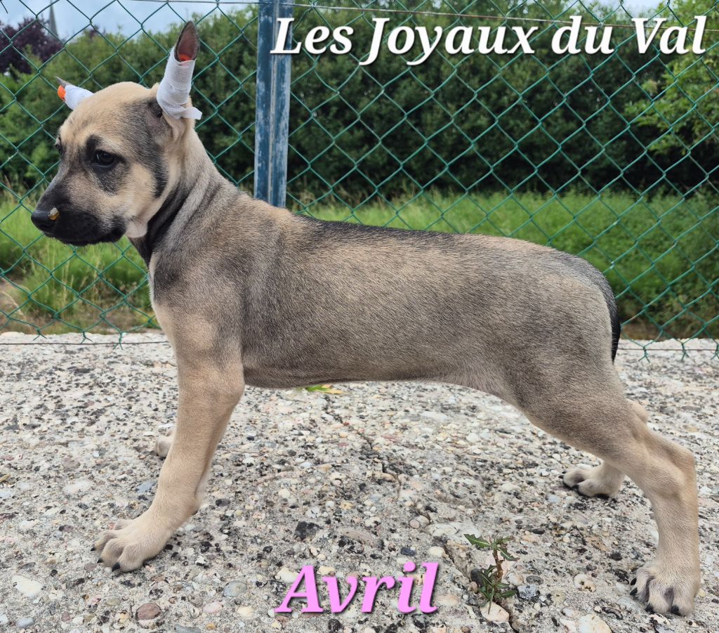 Camille Grandpierre - Chiots disponibles - Chien nu mexicain