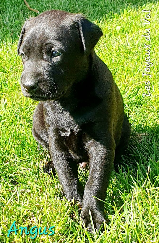 Camille Grandpierre - Chiots disponibles - Chien nu mexicain