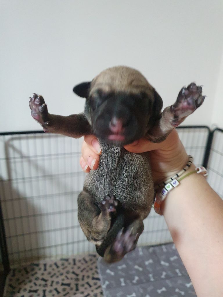 Camille Grandpierre - Chiots disponibles - Chien nu mexicain