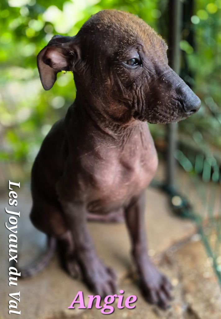 Camille Grandpierre - Chiots disponibles - Chien nu mexicain