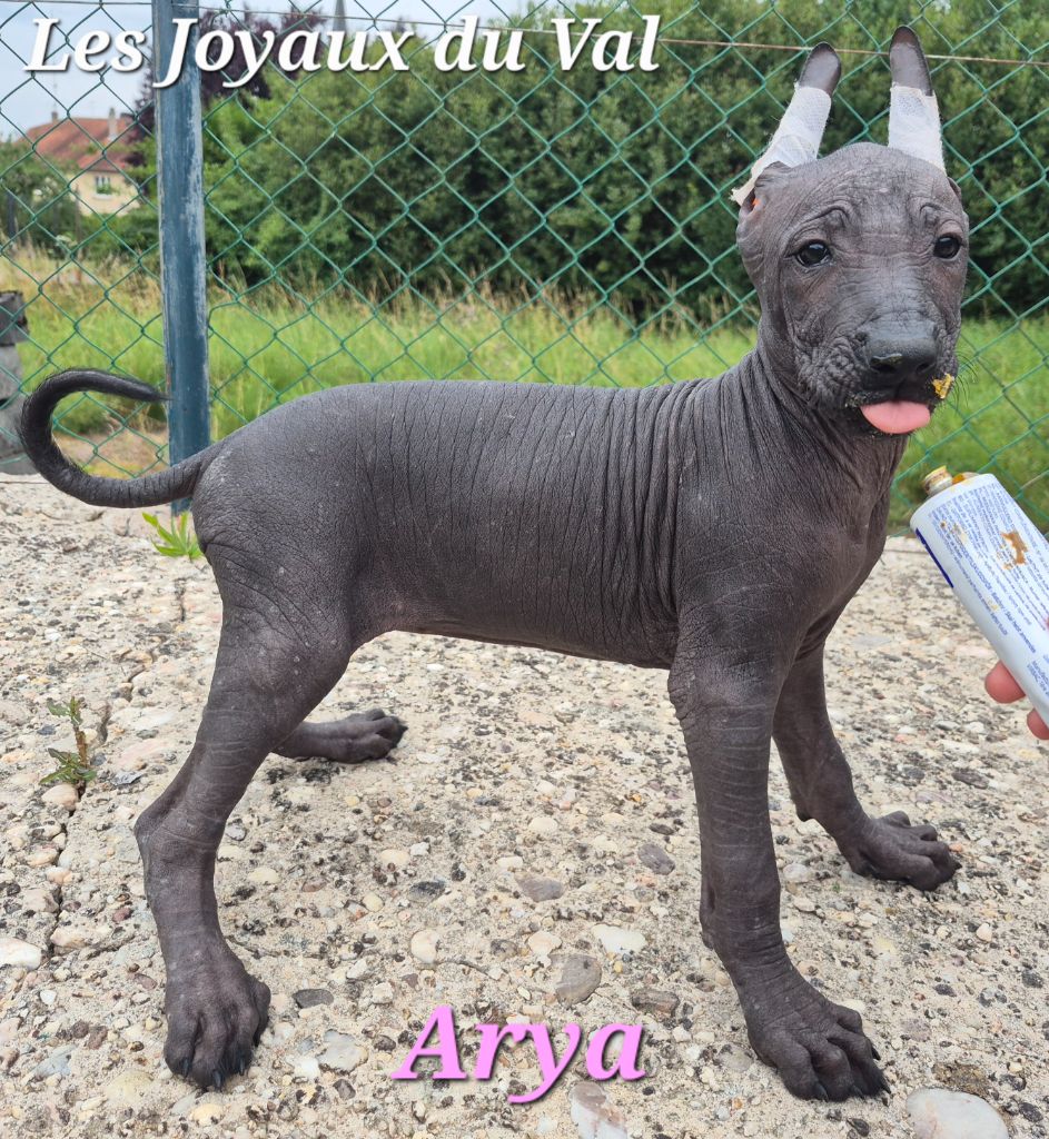 Camille Grandpierre - Chiots disponibles - Chien nu mexicain