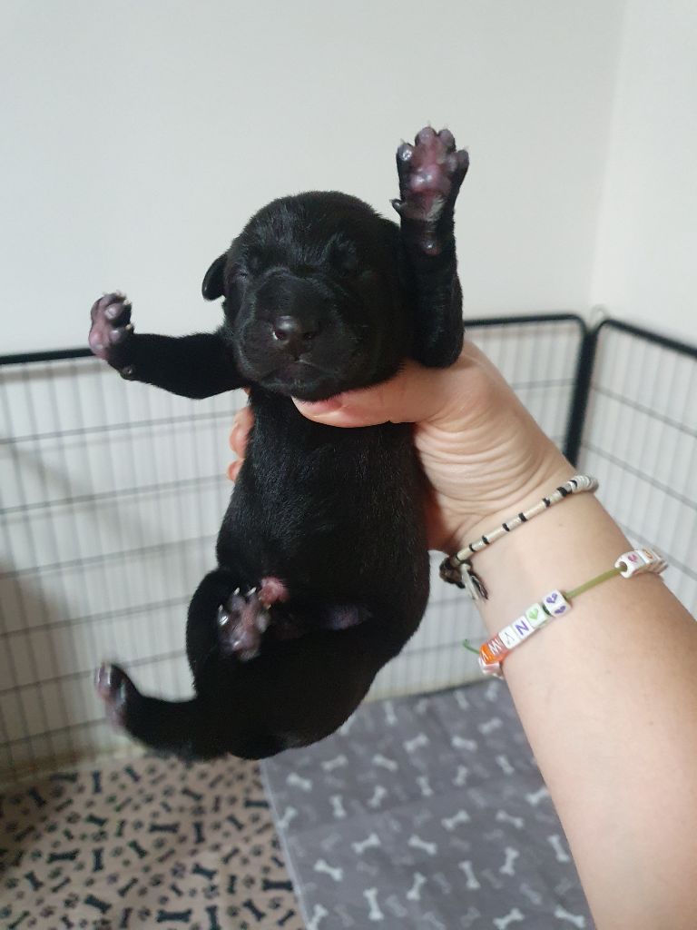 Camille Grandpierre - Chiots disponibles - Chien nu mexicain