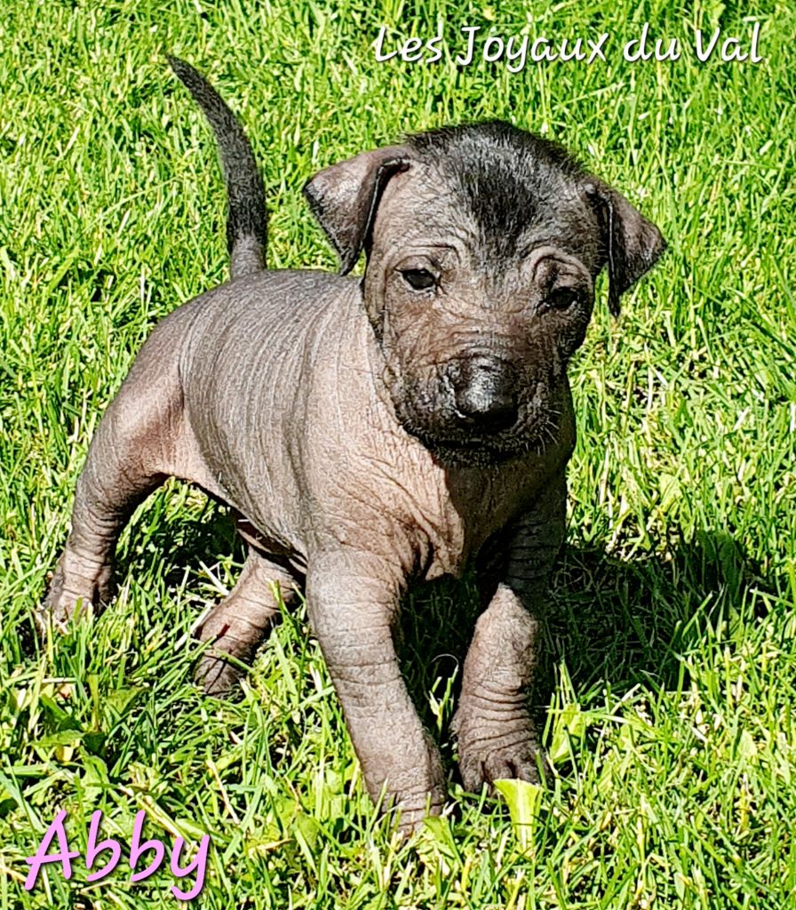 Camille Grandpierre - Chiots disponibles - Chien nu mexicain